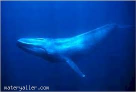 Bir mavi balinanın yutabiliceği en büyük şey nedir?