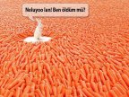 Komik-ve-Ilginc-Fotograflar